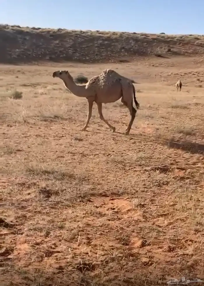 بكره باتليه للبيع 1
