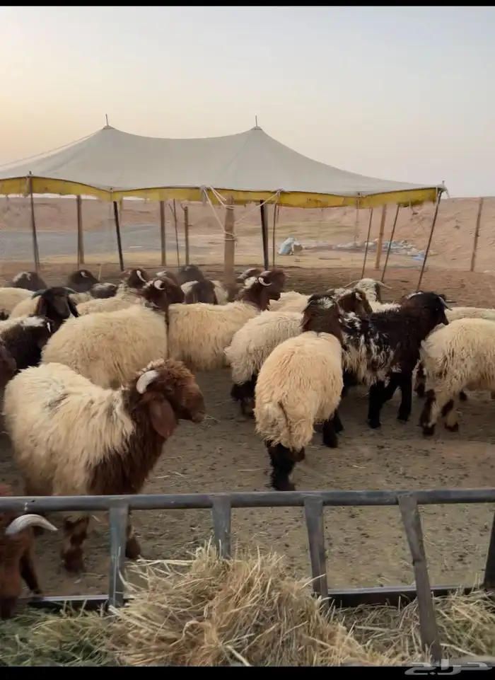ضحايا بسعر مناسب خرفان 0