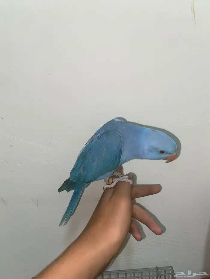 دره هولندي اليف 1