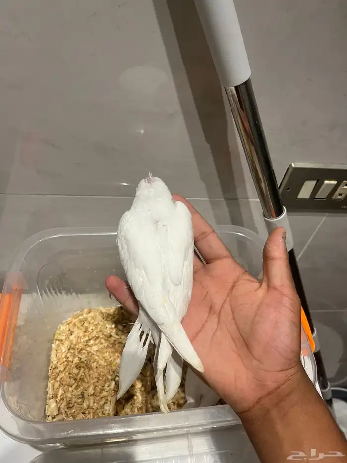 فرخين كروان البينو 3