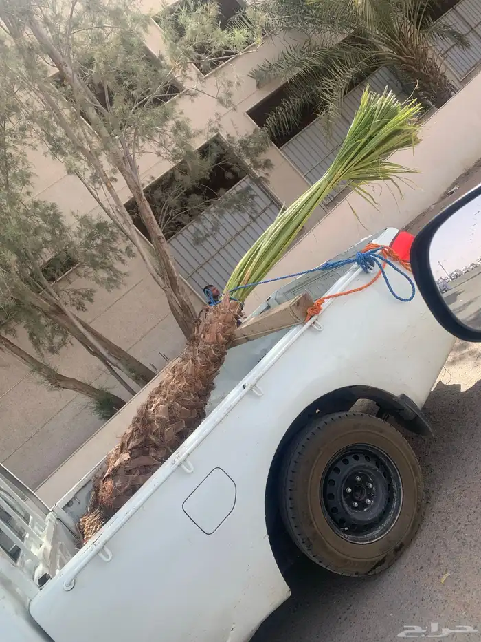 صقعي مجدول 1