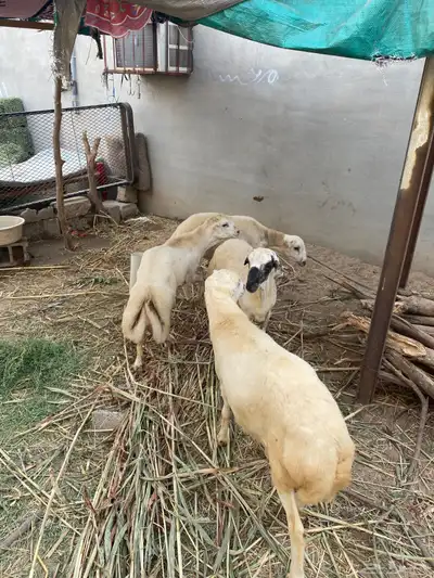 كباشه للبيع 2