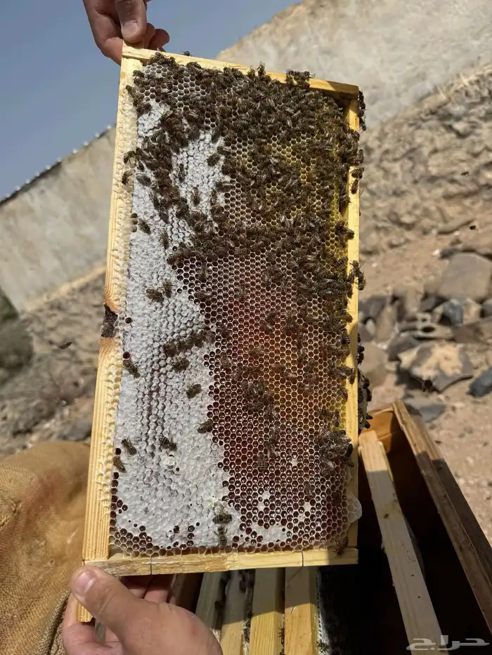 عسل السمره الفاخر مشروط 0