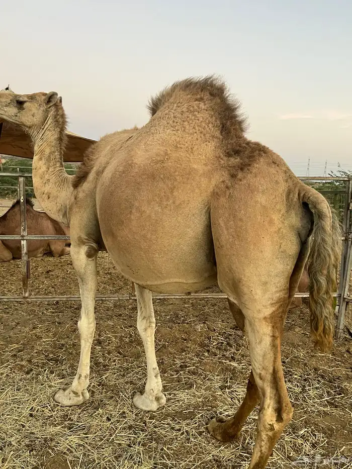 ناقه ملاقي تم البيع 5