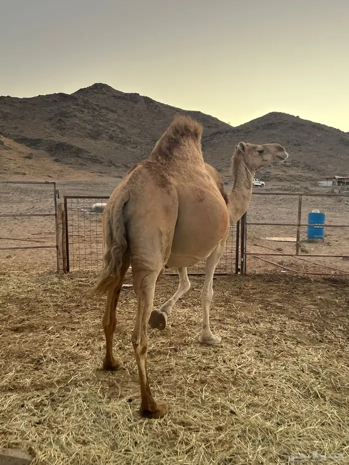 ناقه ملاقي تم البيع 1