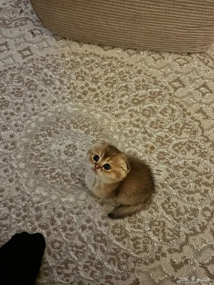 فندقة سكوتش فولد مستوى قوي جدا 8