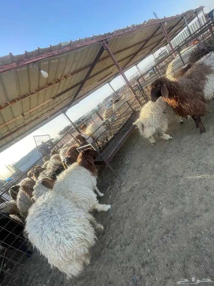 بادر بحجز اضحيتك نعيم بري كناور 6