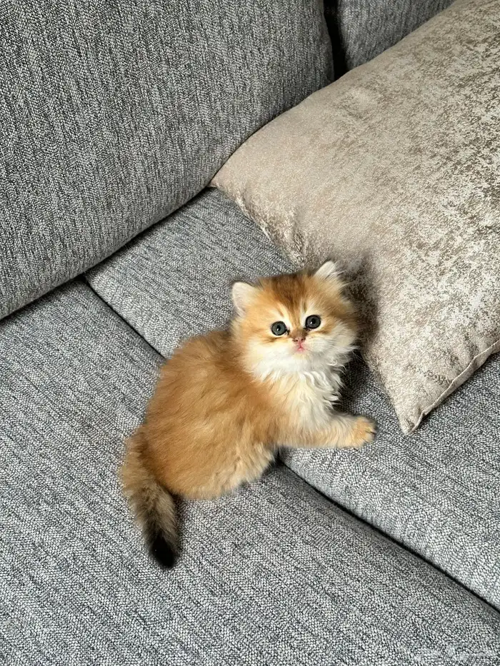 فندقة سكوتش فولد مستوى قوي جدا 7