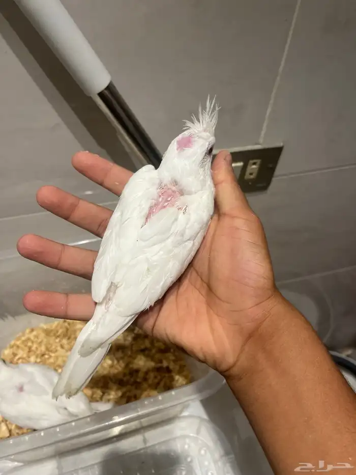 فرخين كروان البينو 1