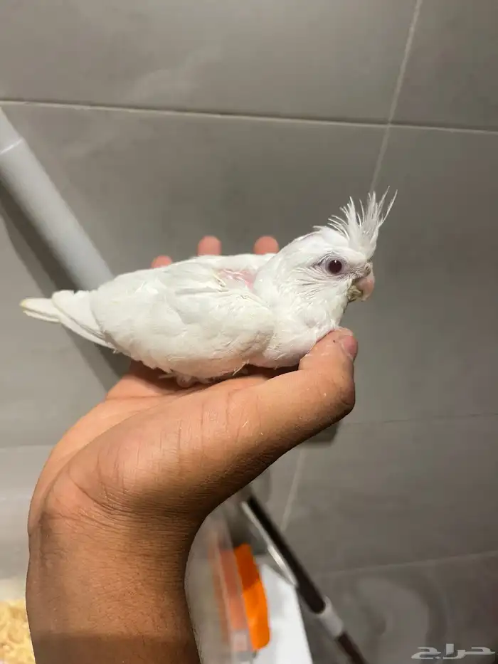 فرخين كروان البينو 2