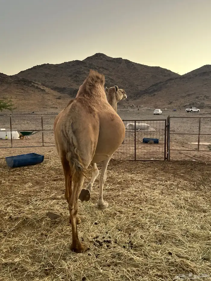 ناقه ملاقي تم البيع 2