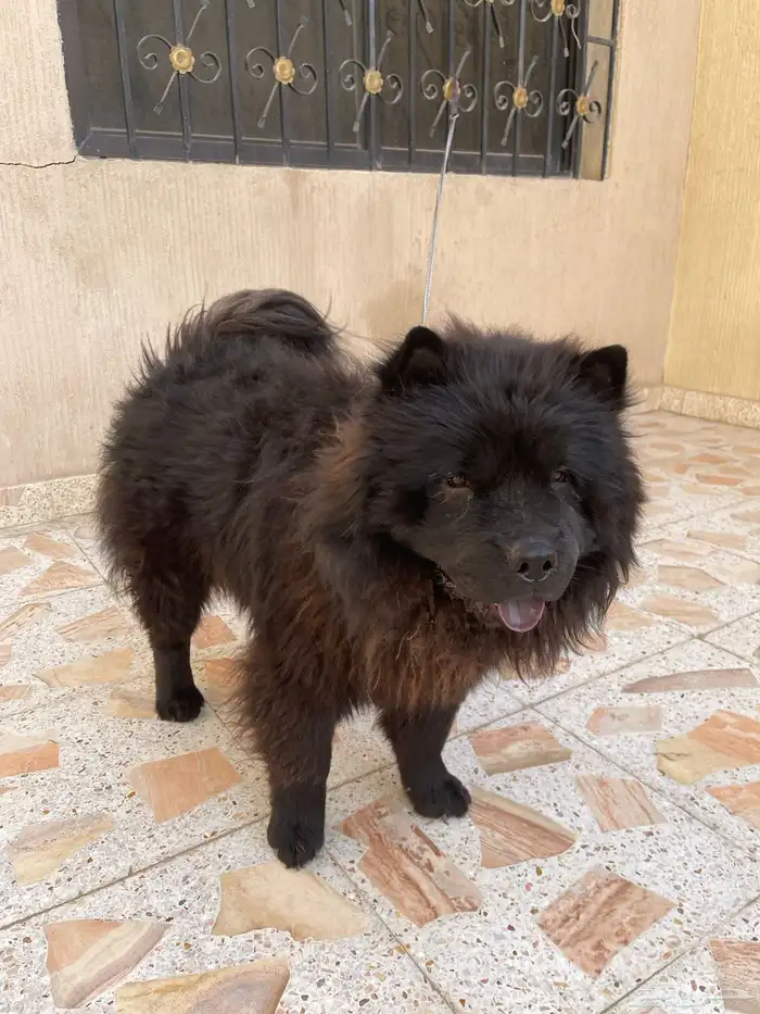 كلب تشاو تشاو 0