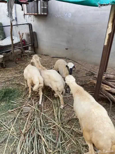 كباشه للبيع 3