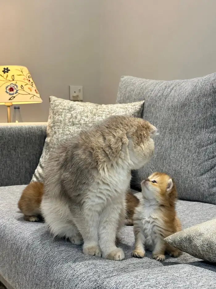 فندقة سكوتش فولد مستوى قوي جدا 9