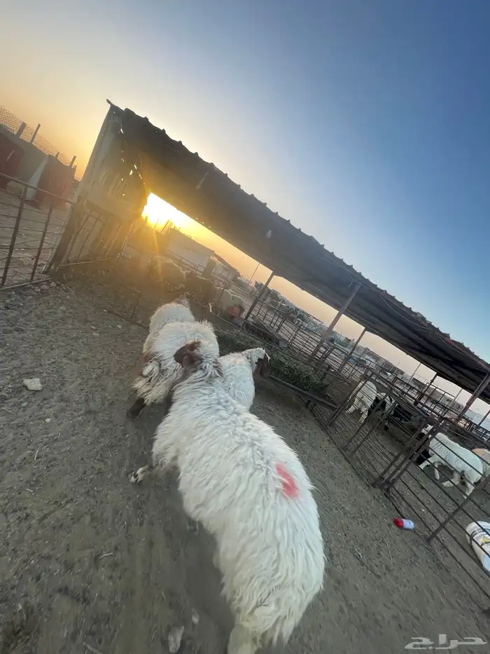 بادر بحجز اضحيتك نعيم بري كناور 2