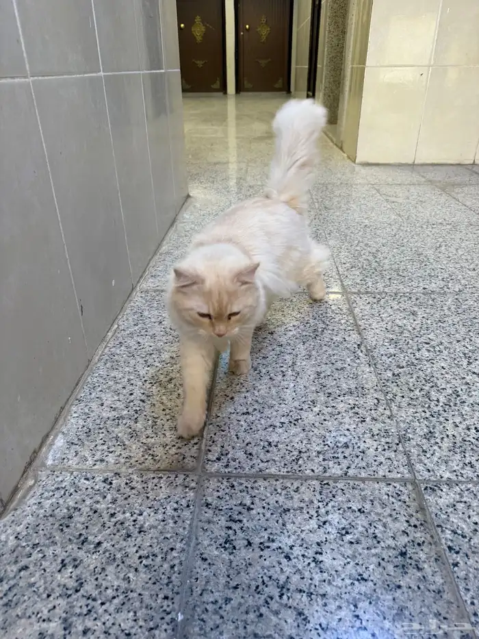 قطة ضائعة 0