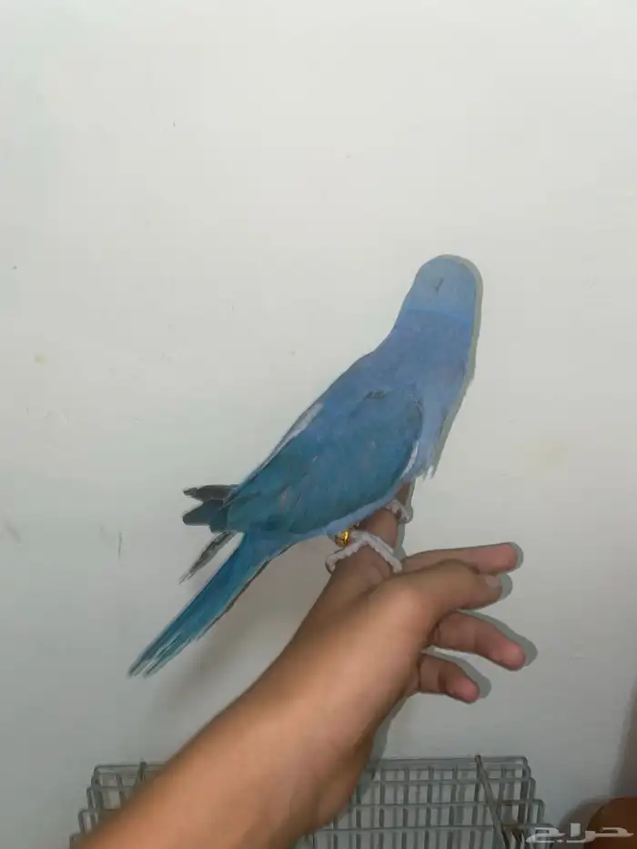 دره هولندي اليف 3