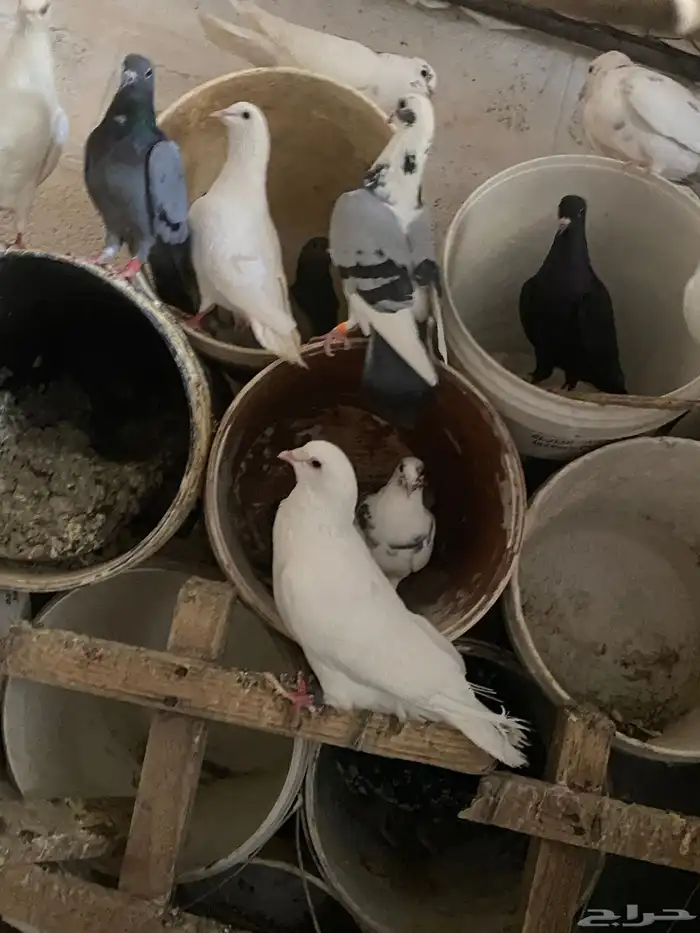 حمام مشكل مفروزات 5