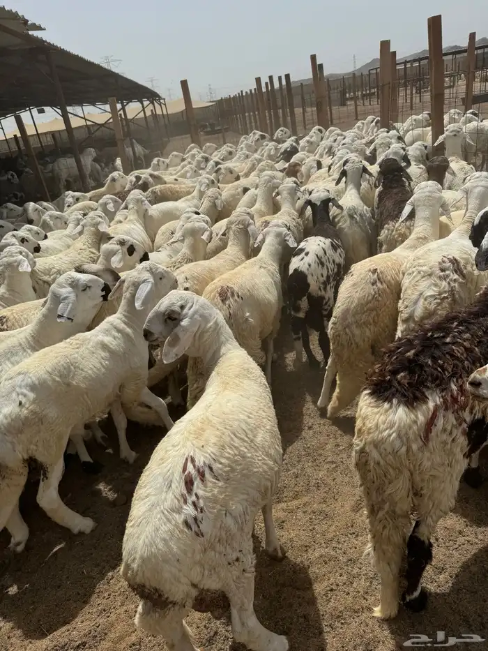 سواكني ابيض  مربى شبيه الحري 0