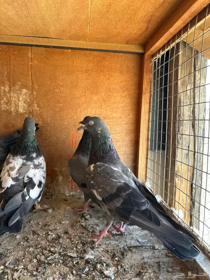 للبيع حمام باكستاني تيدي شينا 4