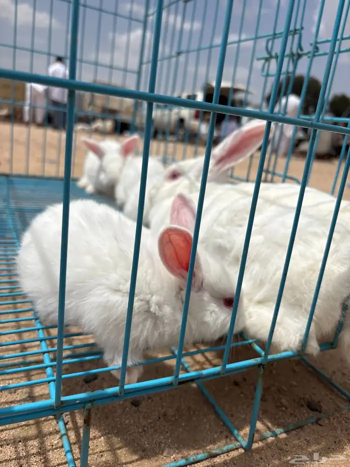 أرنبه وفروخها 1