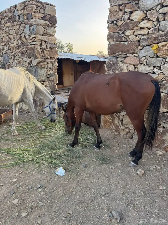 فرس 9
