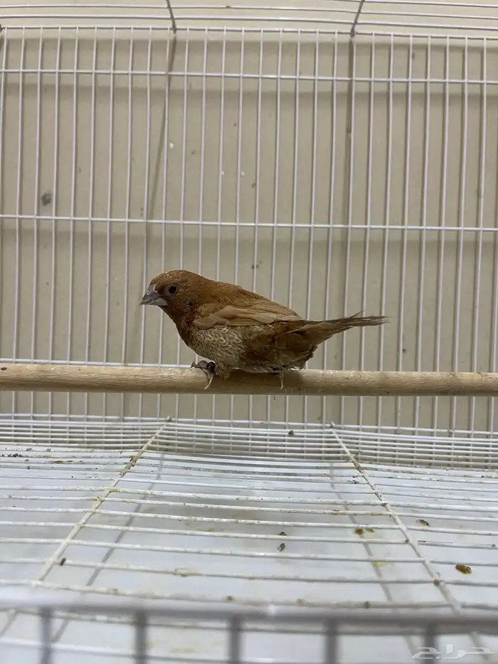 بنقليز ( تم البيع ) 4