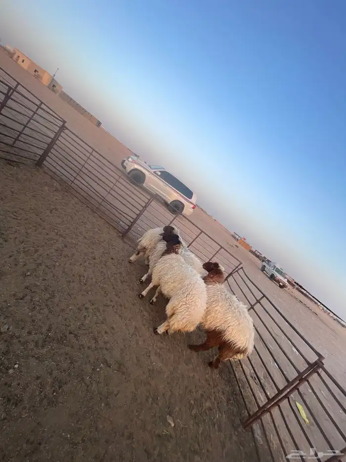 بادر بحجز اضحيتك نعيم بري كناور 4