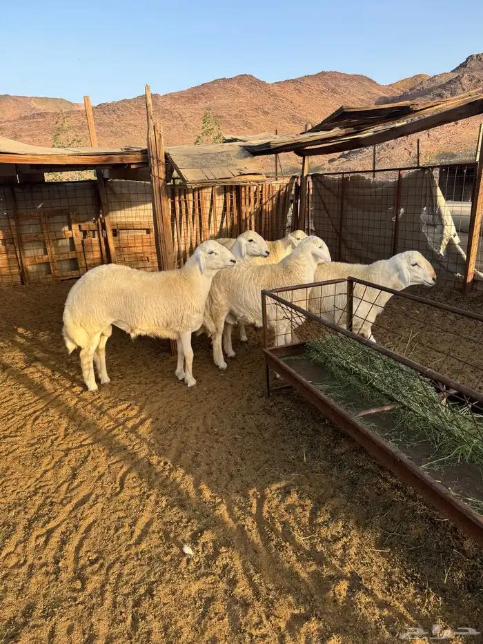 طليان جبر كبير مع ذبح وتوصيل 1
