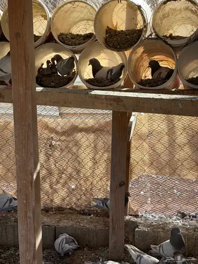 حمام فرنسي سلفر سوبر جامبو اجواز منتجه عشةوحده الموقع رفحاء 0