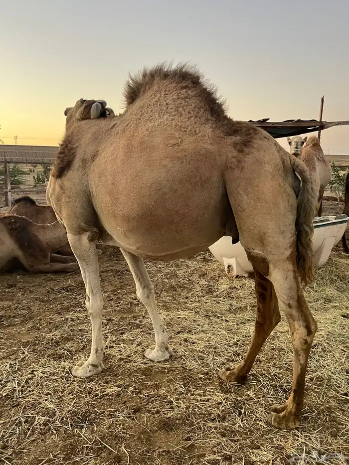 ناقه ملاقي تم البيع 0