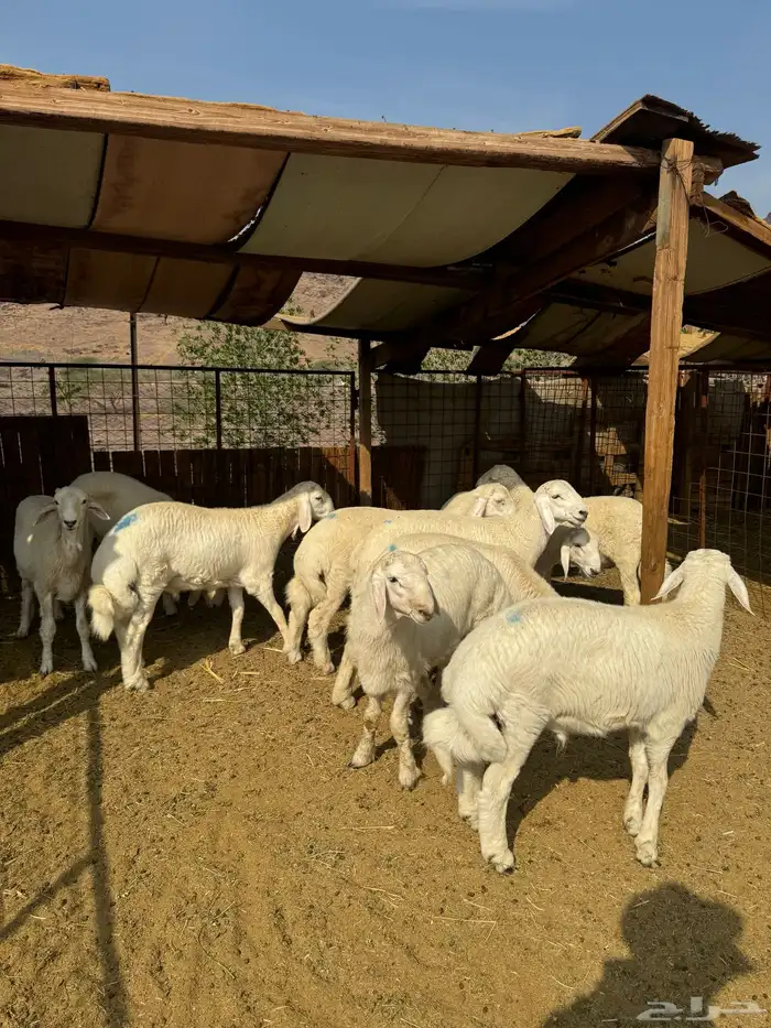 طليان ذبايح للمناسبات والزواجات والأسعار مناسبه جدا 6