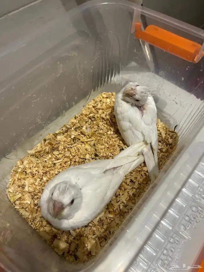 فرخين كروان البينو 5