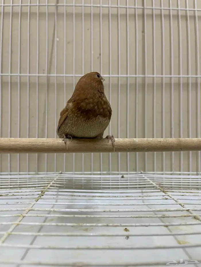 بنقليز ( تم البيع ) 2