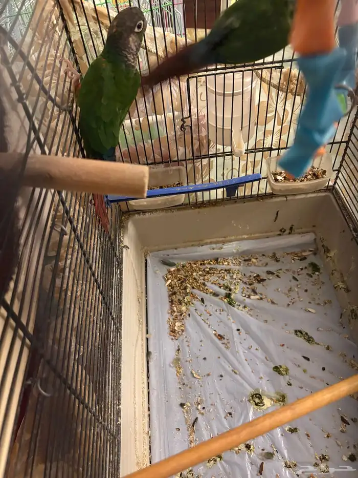 تم البيع الله يبارك المشتري 4