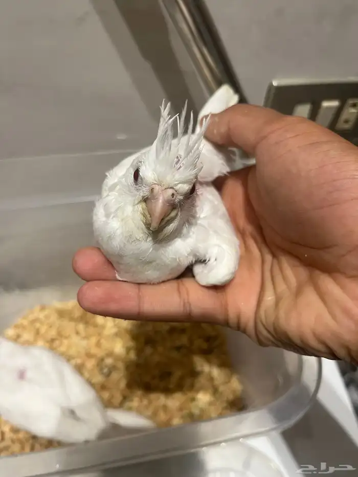 فرخين كروان البينو 0