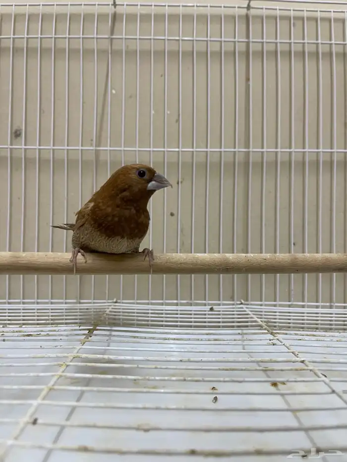 بنقليز ( تم البيع ) 1