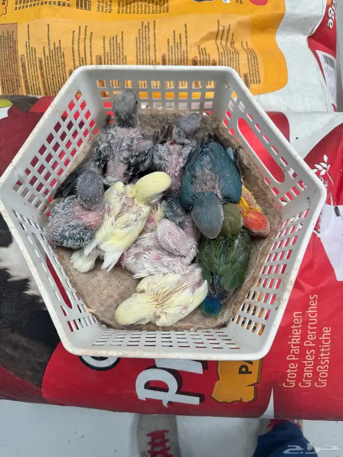 فرخين كنيور و مجموعة فروخ روز بيعه وحده 2