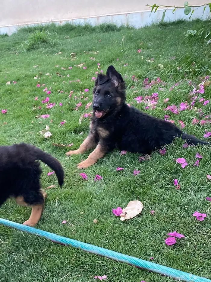 كلب جيرمن شيبرد اناثي تم البيع 2