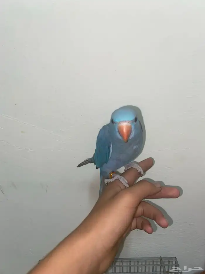 دره هولندي اليف 2