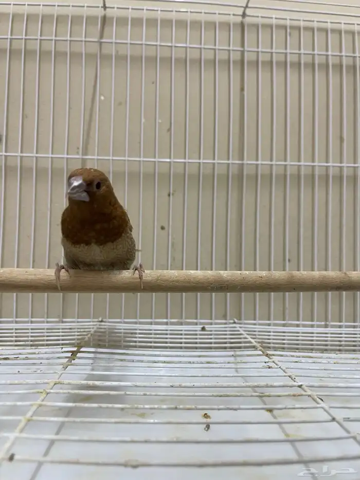 بنقليز ( تم البيع ) 0