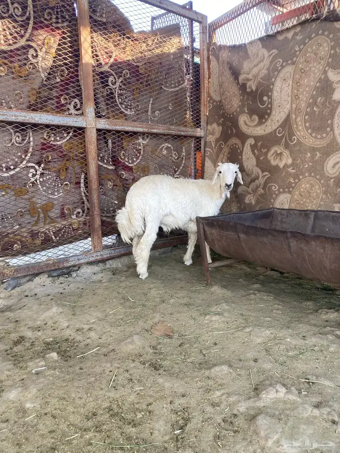 طلي عمر ثلاث اشهر 0