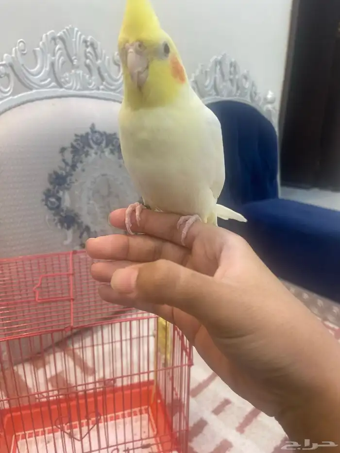 للبيع ببغاء كراون اليف 3