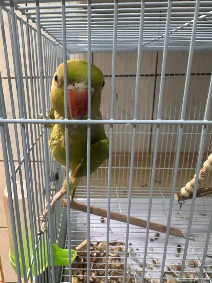 للبيع بغبغاء دره غير اليف 2