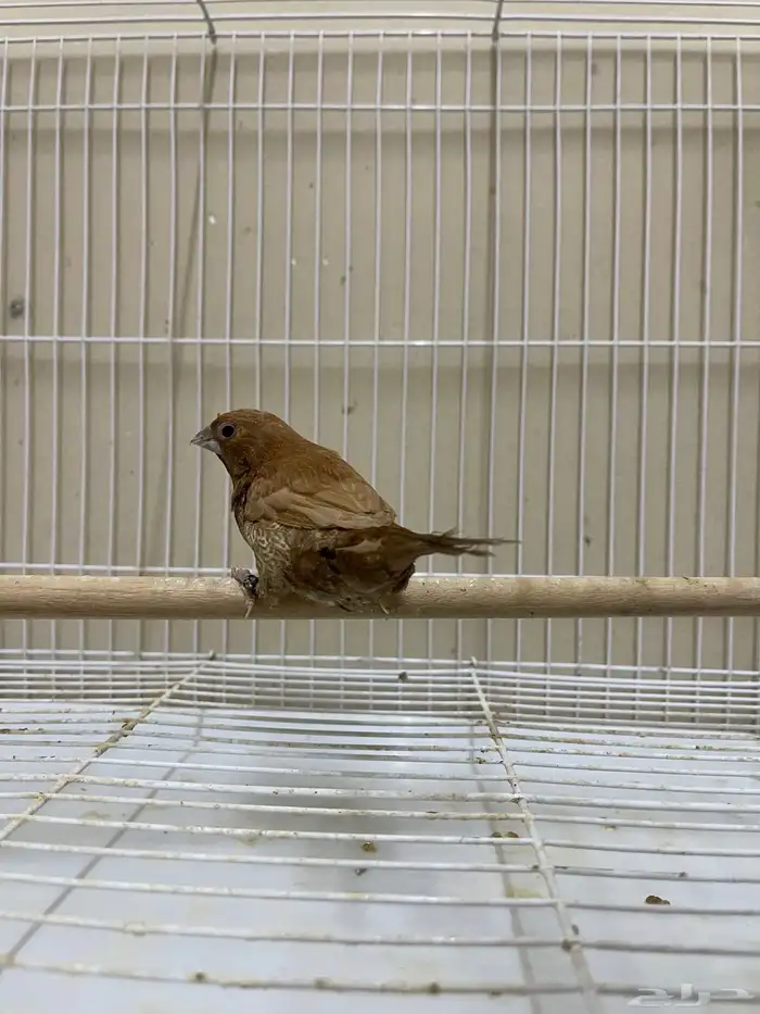 بنقليز ( تم البيع ) 5