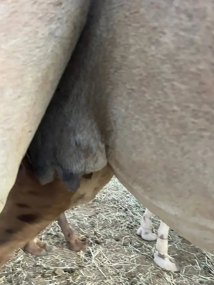 ناقه ملاقي تم البيع 4
