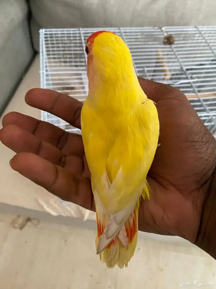 روز الجنس لا اعلم 0