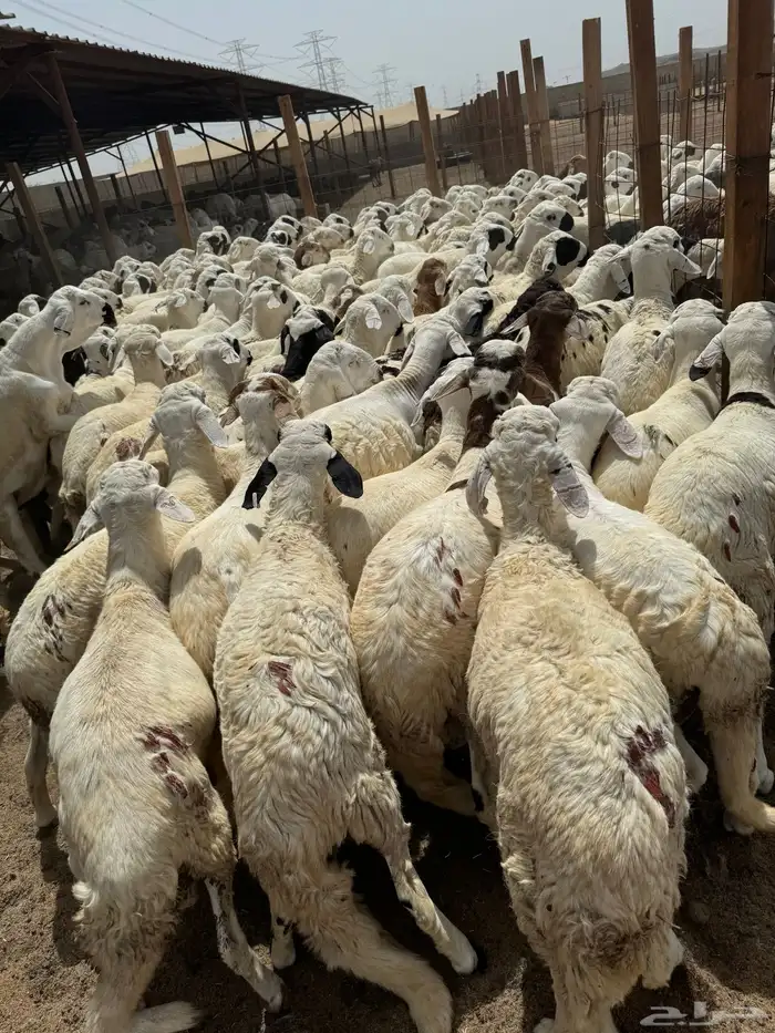 سواكني ابيض  مربى شبيه الحري 1