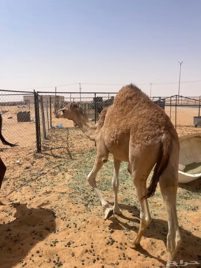 بكرة للبيع 1