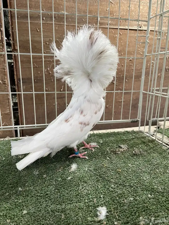 جوز بلاجيك 2